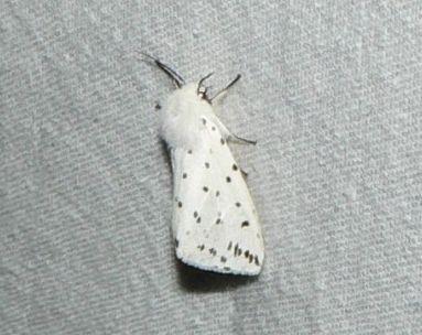witte tijger.jpg - Witte tijger - Spilosoma lubricipeda